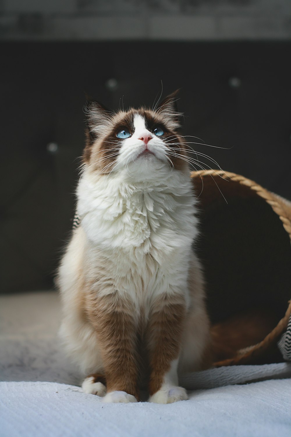 a brown and white cat sitting on top of a bed