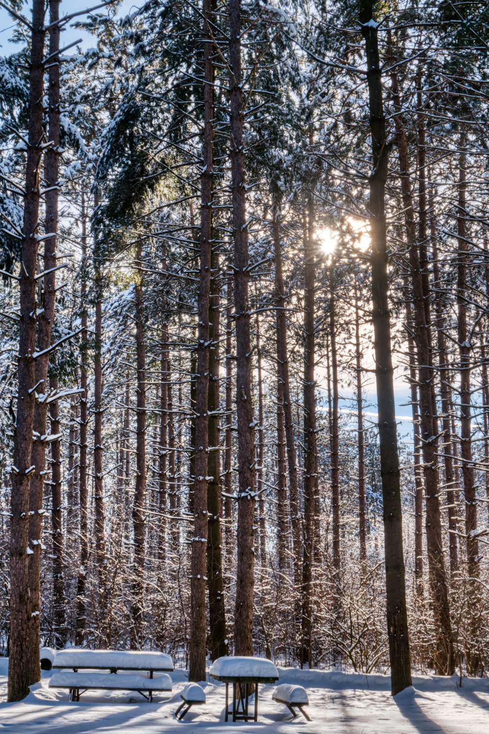 the sun shines through the trees in a snowy forest