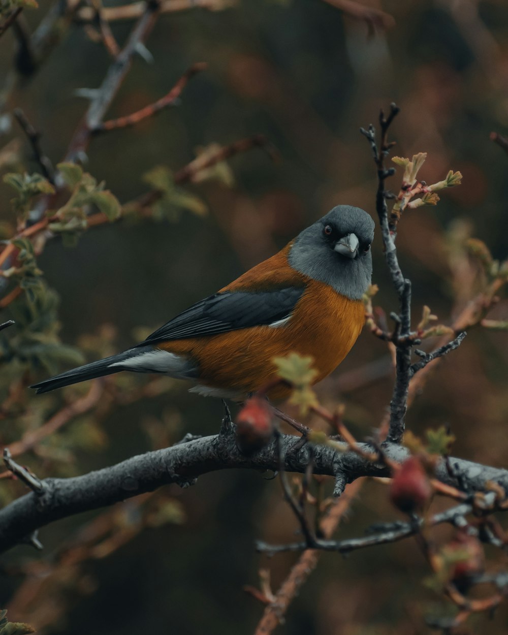 a small bird perched on a tree branch