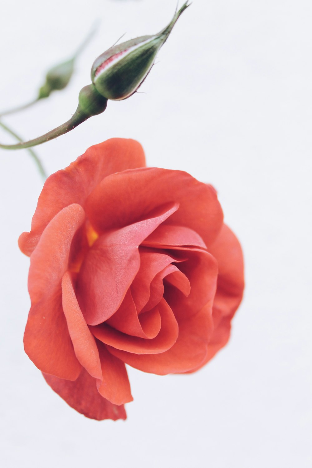 a single red rose on a white background