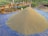 A large pile of grain, possibly paddy or rice, is heaped on a blue tarp spread on the ground. The area is outdoors, with greenery and a wooden structure in the background. A white container is placed next to the pile.