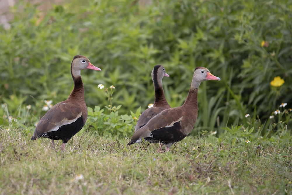 a couple of ducks standing on top of a grass covered field
