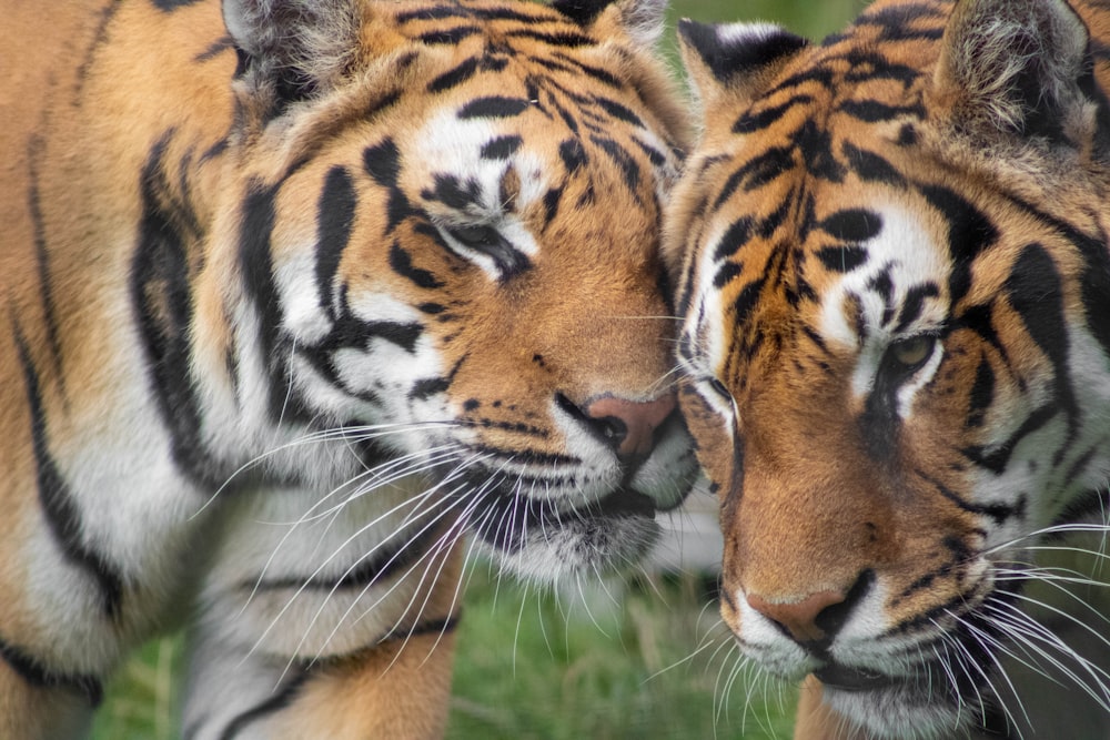 two large tigers standing next to each other