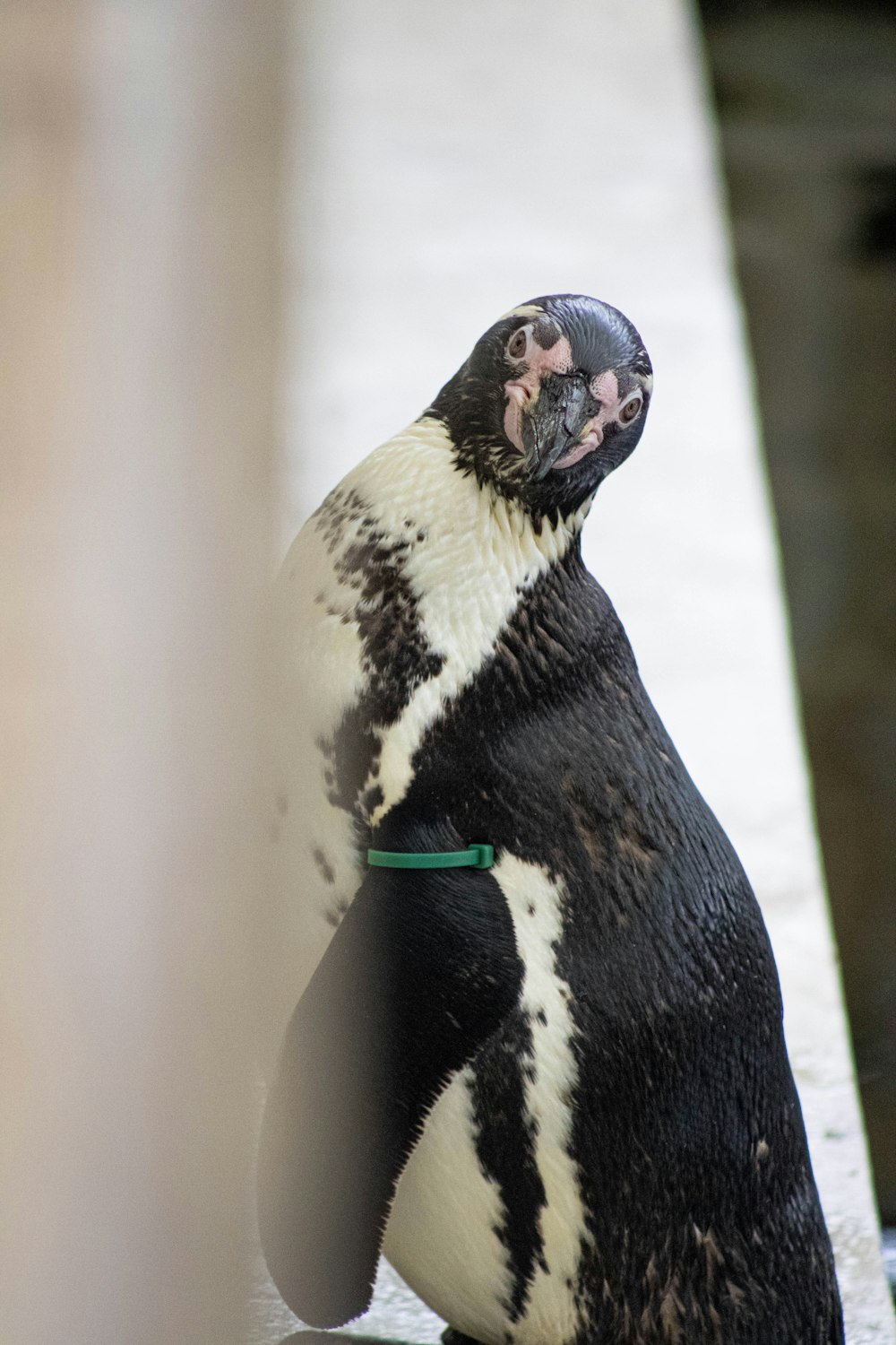 Un pinguino bianco e nero in piedi sulle zampe posteriori