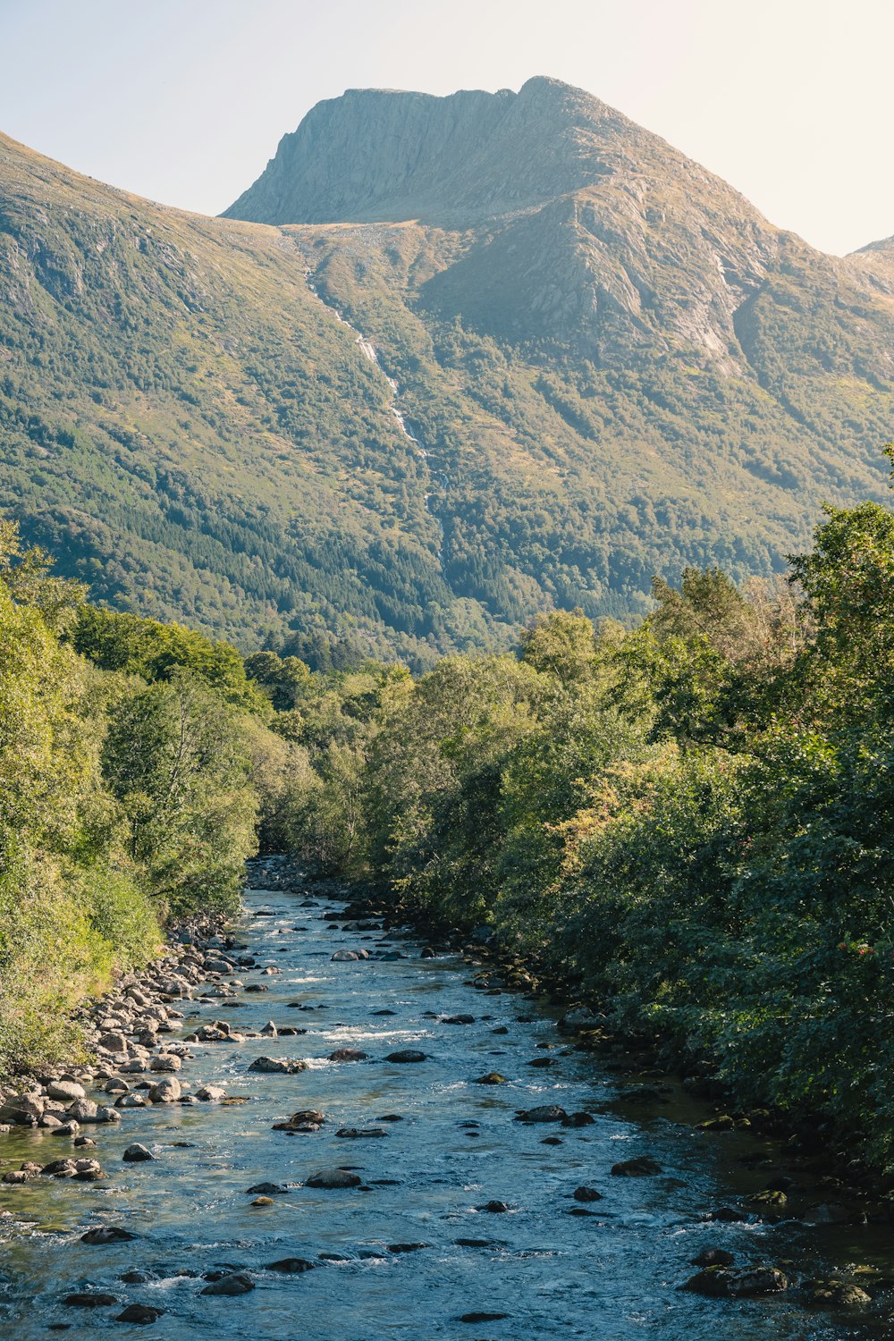 a river running through a lush green forest