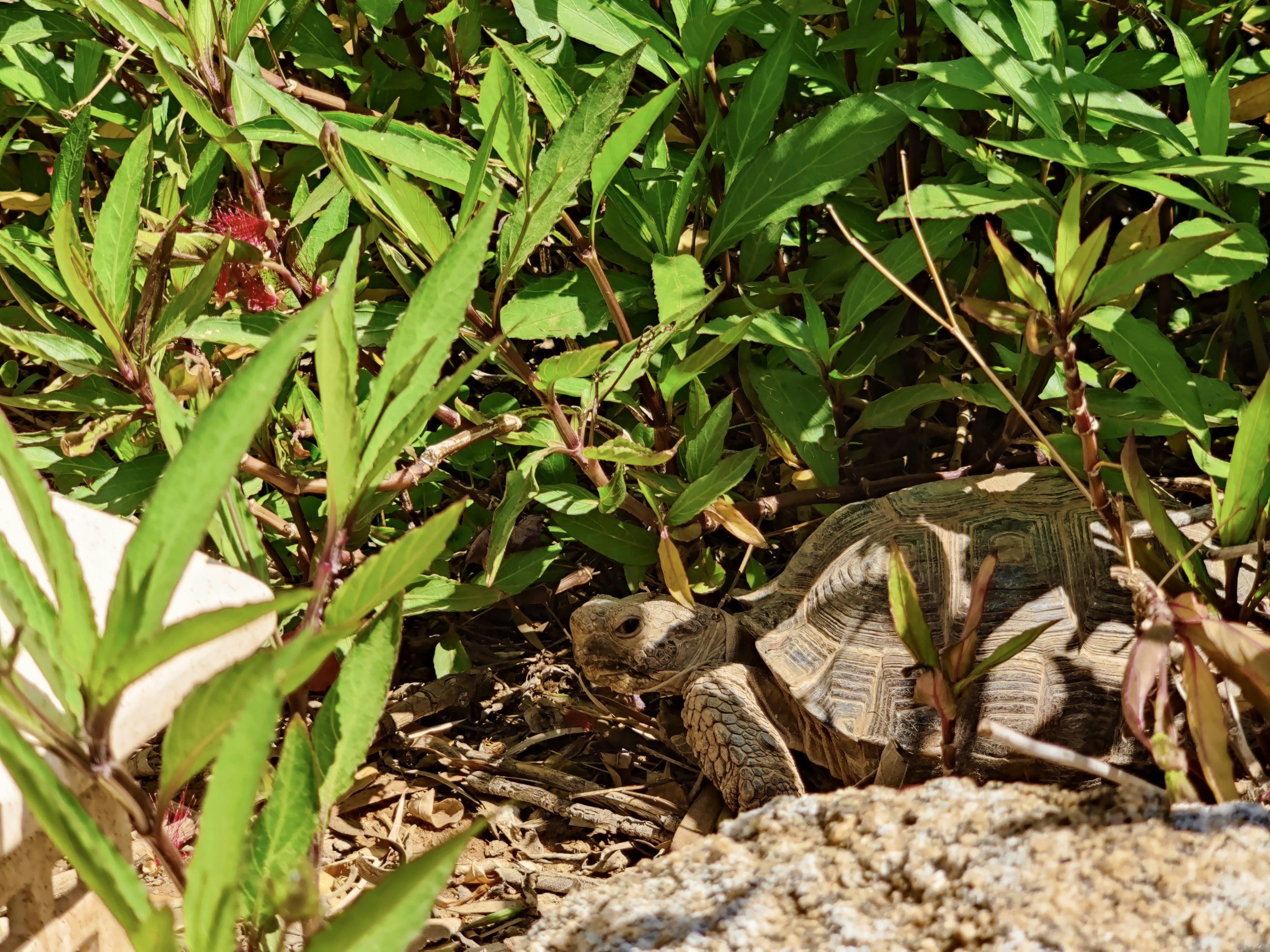 Turtle Habitat Starter Kit