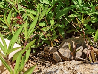A cozy turtle habitat setup with lush greenery and a small water pond.