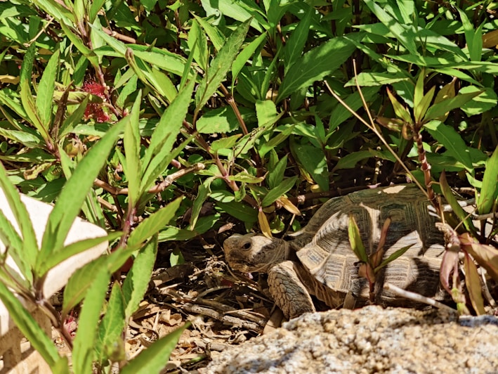 A cozy turtle habitat setup with lush greenery and a small water pond.