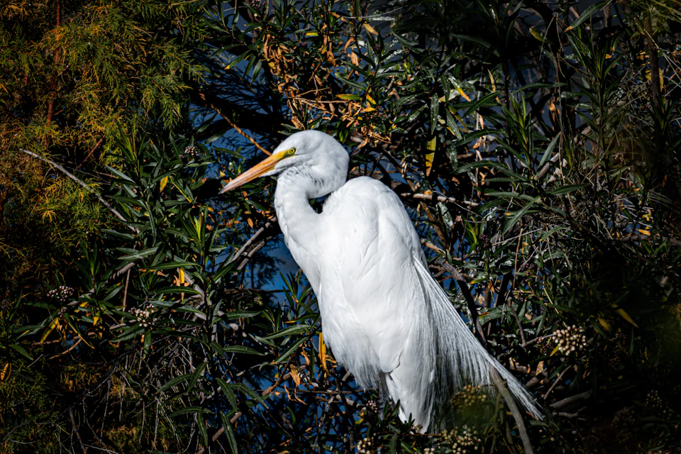 The image depicts a white heron standing on one leg, facing to the right side and appearing to be in a state of rest or contemplation. The heron's long neck is extended upwards towards its head, and it has a yellow beak that contrasts with its white plumage. The background features green foliage, suggesting an outdoor setting such as a park or forest.