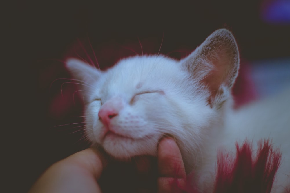 a white kitten is sleeping with its eyes closed