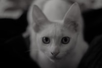 A close-up of a light-colored cat with big, round eyes staring directly at the viewer. The background is dark, with the contrast highlighting the cat's features. The image is slightly out of focus, giving it a soft and dreamy feel.
