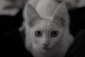 A close-up of a light-colored cat with big, round eyes staring directly at the viewer. The background is dark, with the contrast highlighting the cat's features. The image is slightly out of focus, giving it a soft and dreamy feel.