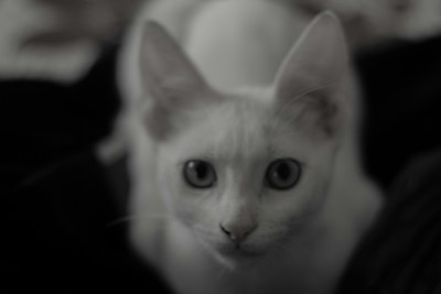 A close-up of a light-colored cat with big, round eyes staring directly at the viewer. The background is dark, with the contrast highlighting the cat's features. The image is slightly out of focus, giving it a soft and dreamy feel.
