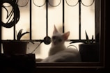 A serene scene of a white cat perched on a windowsill overlooking a garden
