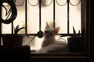 A relaxed adult cat lounging on a sunny windowsill surrounded by plants
