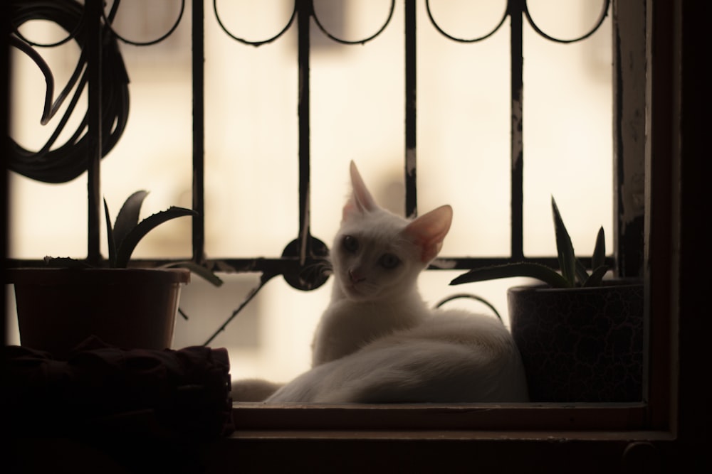 鉢植えの隣の窓枠に座っている白猫