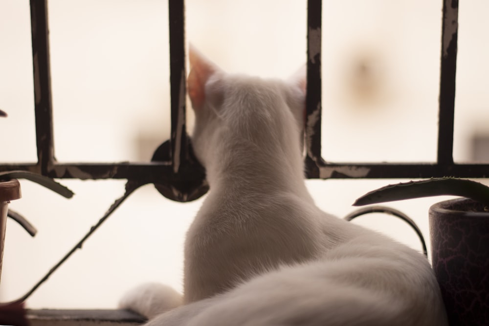 窓枠の上に座っている白猫
