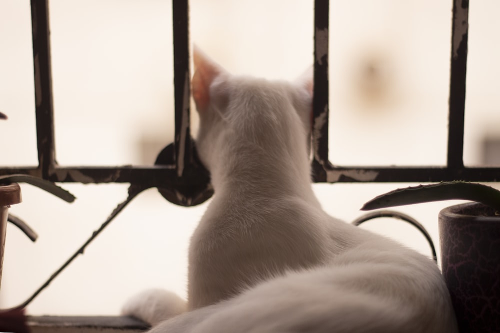 a white cat sitting on top of a window sill