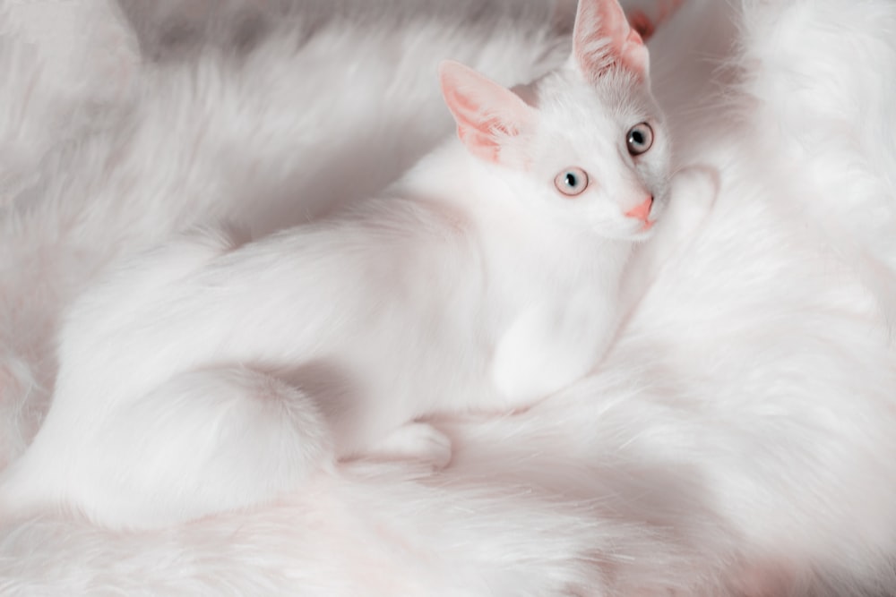 ふわふわの白い毛布の上に横たわる白い猫
