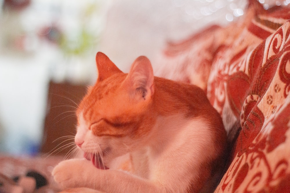 an orange and white cat laying on top of a couch