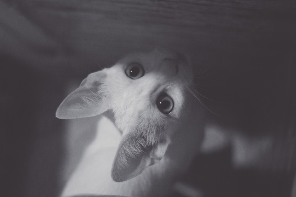 ベッドの下から覗く猫の白黒写真