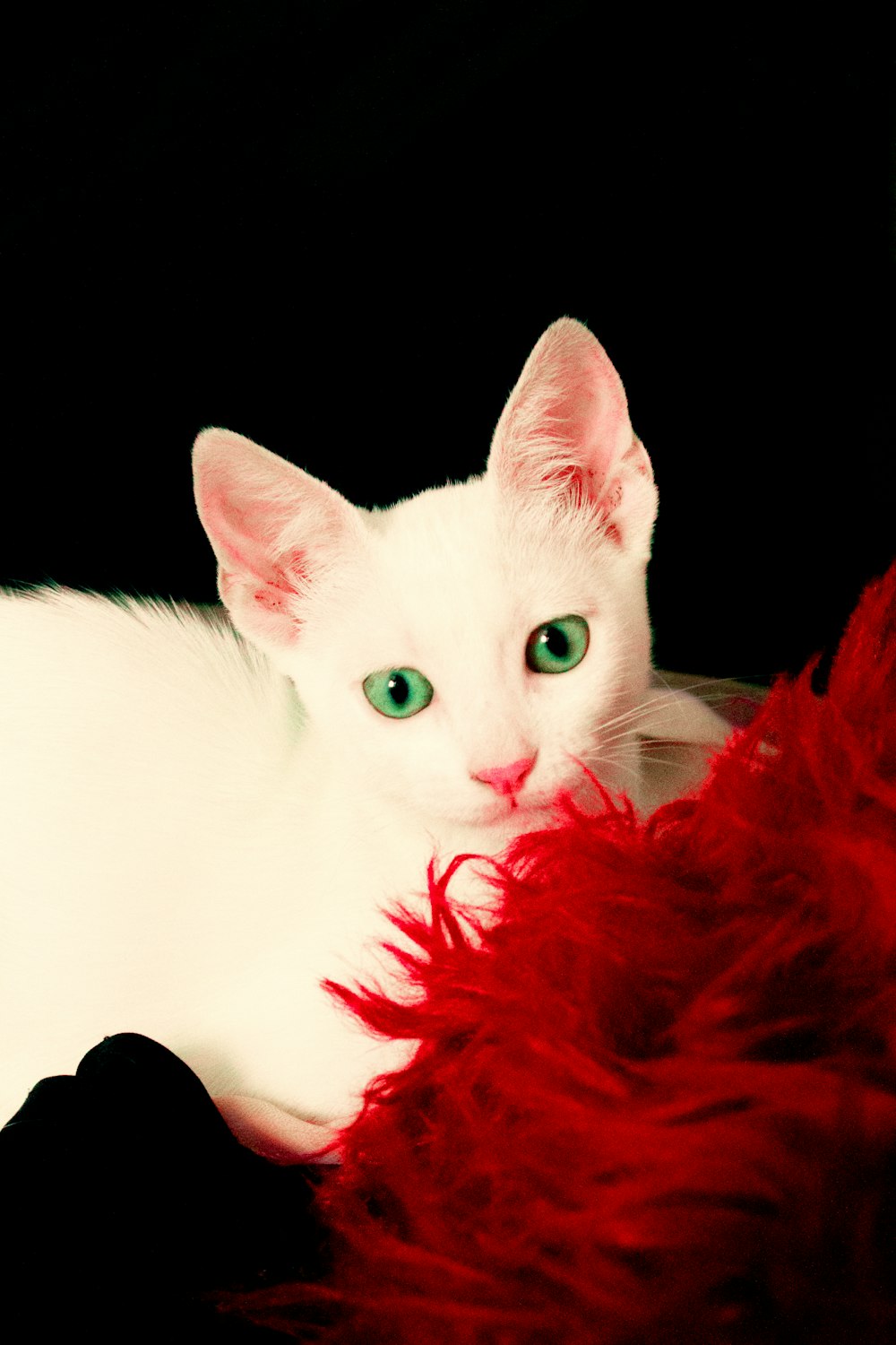 a white cat with green eyes laying on a red blanket