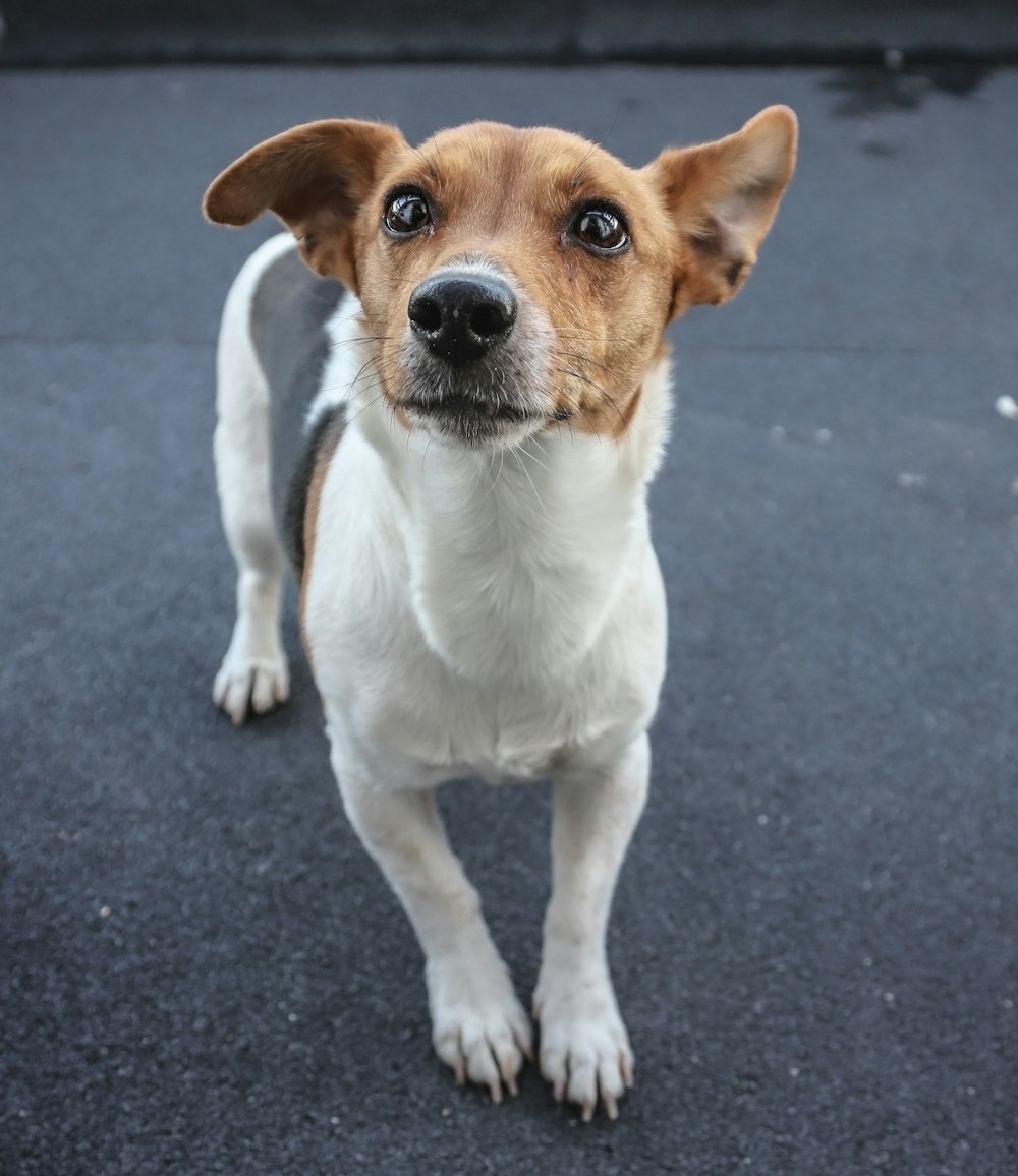 a brown and white dog standing on top of a street