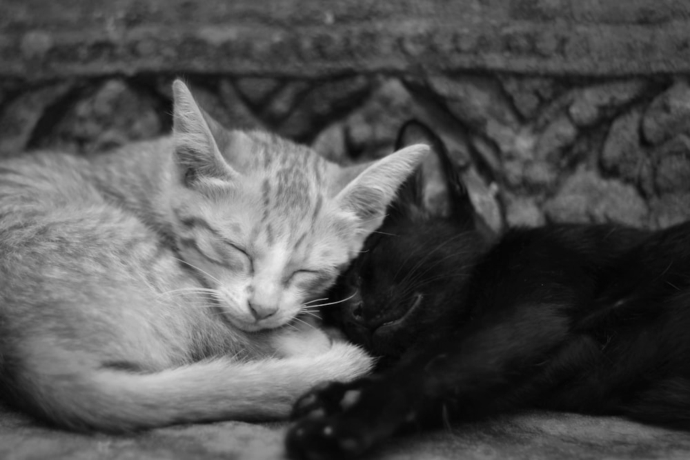 a black and white photo of a cat sleeping next to another cat
