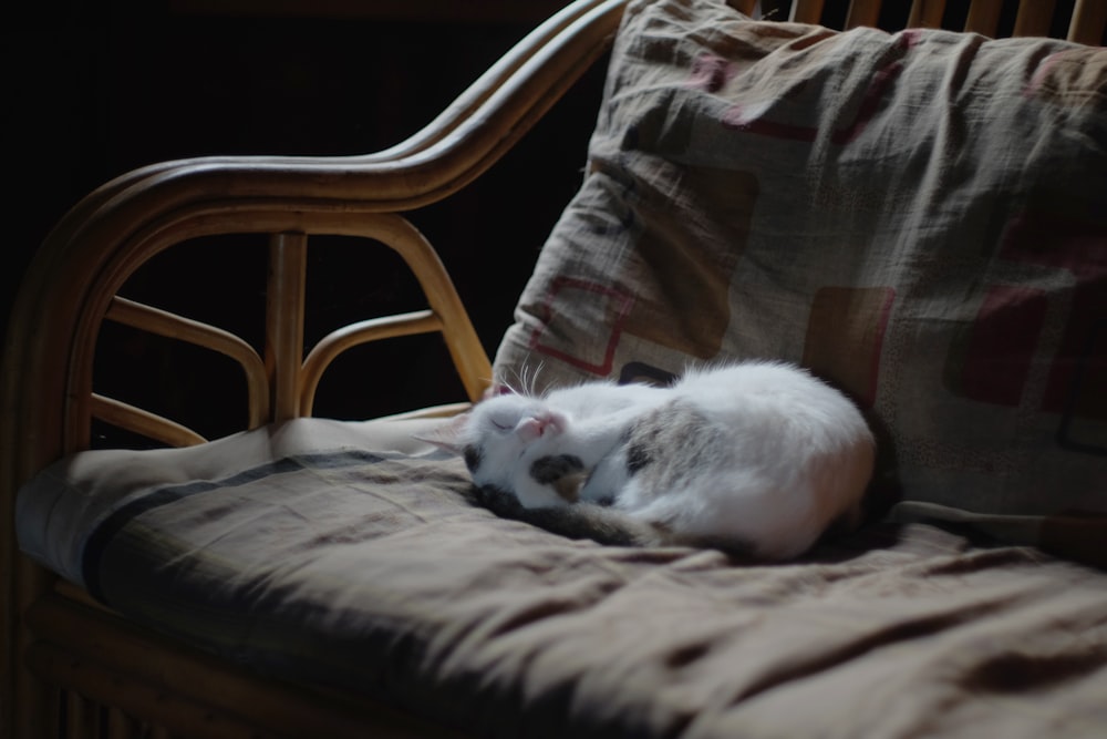 a white cat laying on top of a wooden chair