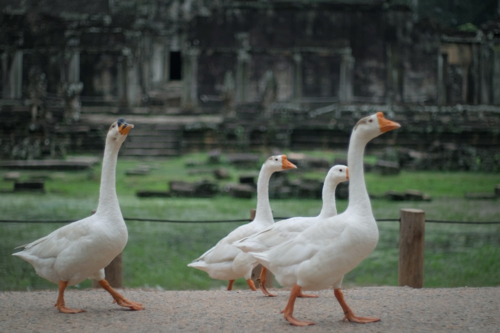 a group of geese walking in front of a building