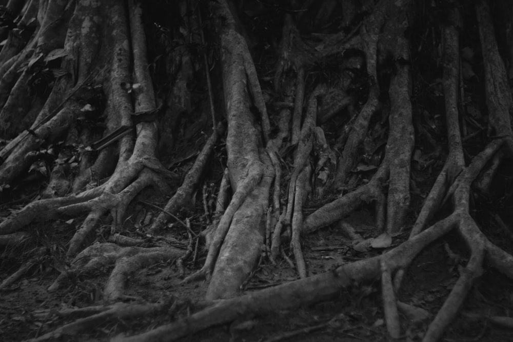 the roots of a tree in a forest