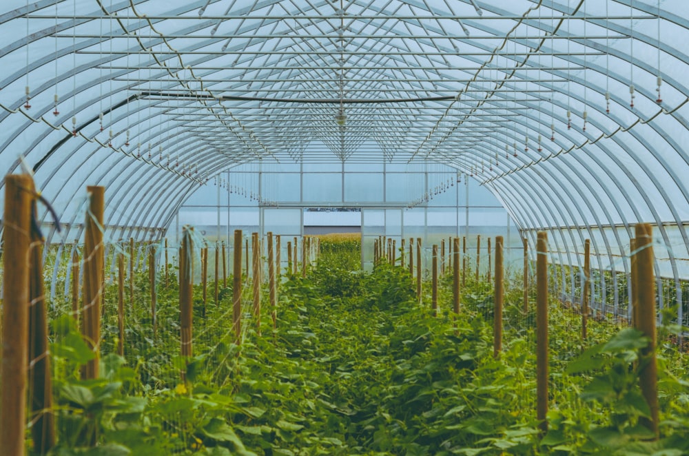 a greenhouse filled with lots of green plants