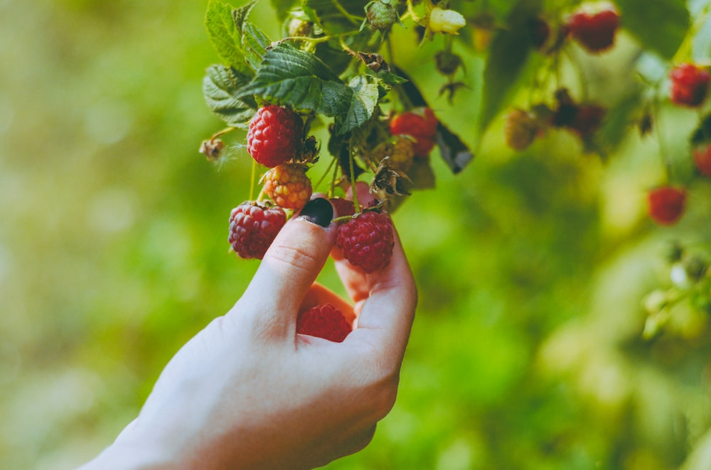 Eine Person, die Himbeeren von einem Baum pflückt