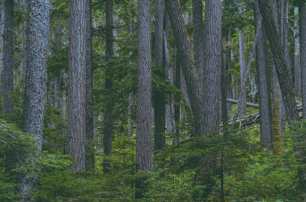 a forest filled with lots of tall trees