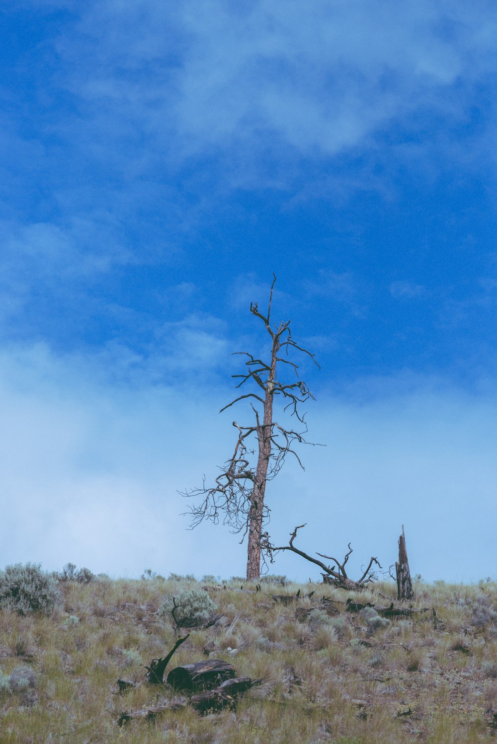 a lone tree on a hill with a blue sky in the background