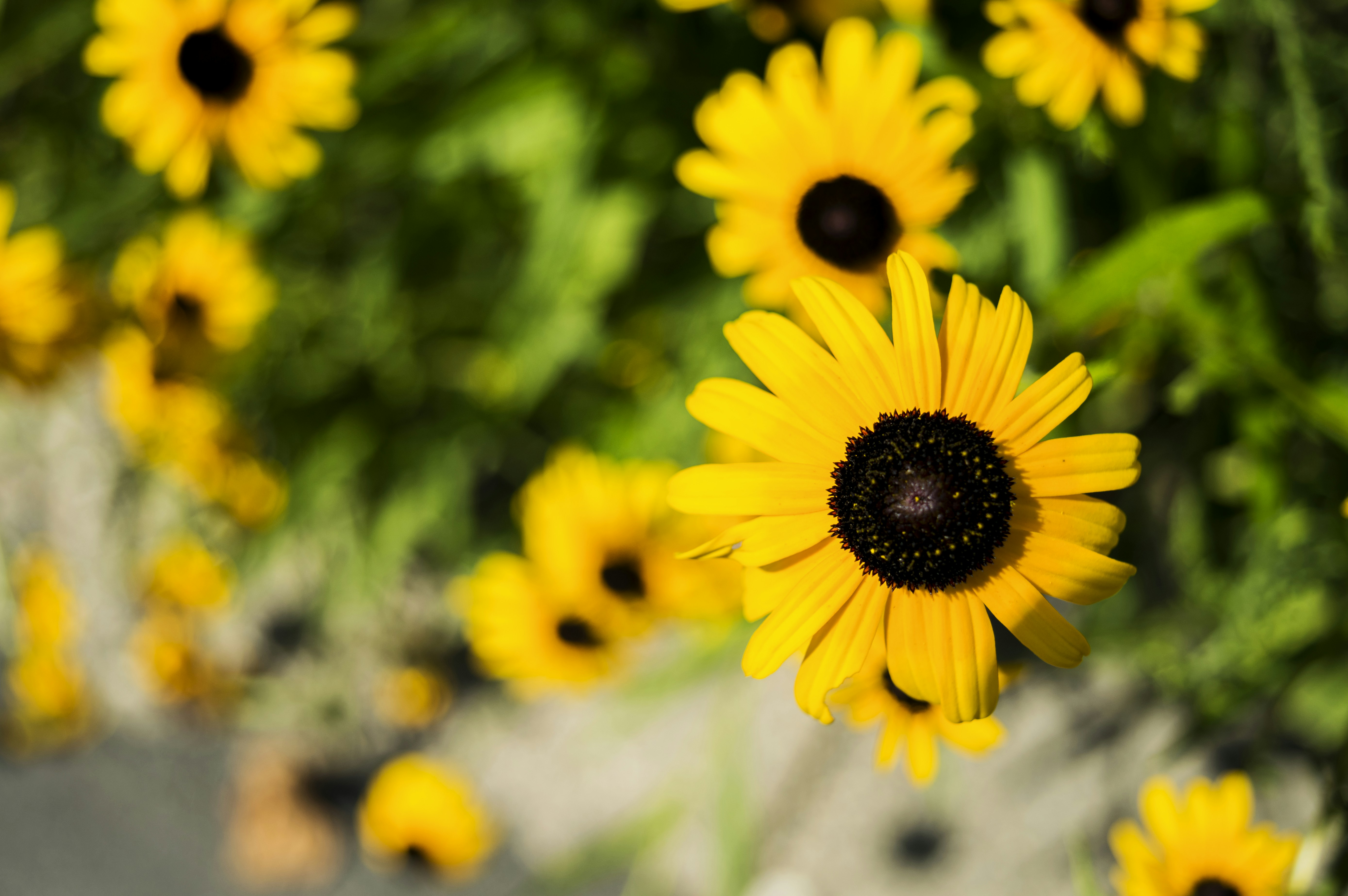 Photo by pleasantnonsense