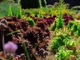 Lush rows of leafy vegetables grow in a garden setting, with diverse shades of greens and purples creating a vibrant contrast. The sunlight enhances the colors and textures of the plants, emphasizing their freshness and vitality.