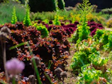 Sunlight filtering through rows of vibrant green organic vegetables.