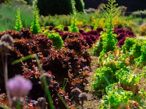 Lush rows of leafy vegetables grow in a garden setting, with diverse shades of greens and purples creating a vibrant contrast. The sunlight enhances the colors and textures of the plants, emphasizing their freshness and vitality.