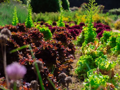 Lush rows of leafy vegetables grow in a garden setting, with diverse shades of greens and purples creating a vibrant contrast. The sunlight enhances the colors and textures of the plants, emphasizing their freshness and vitality.