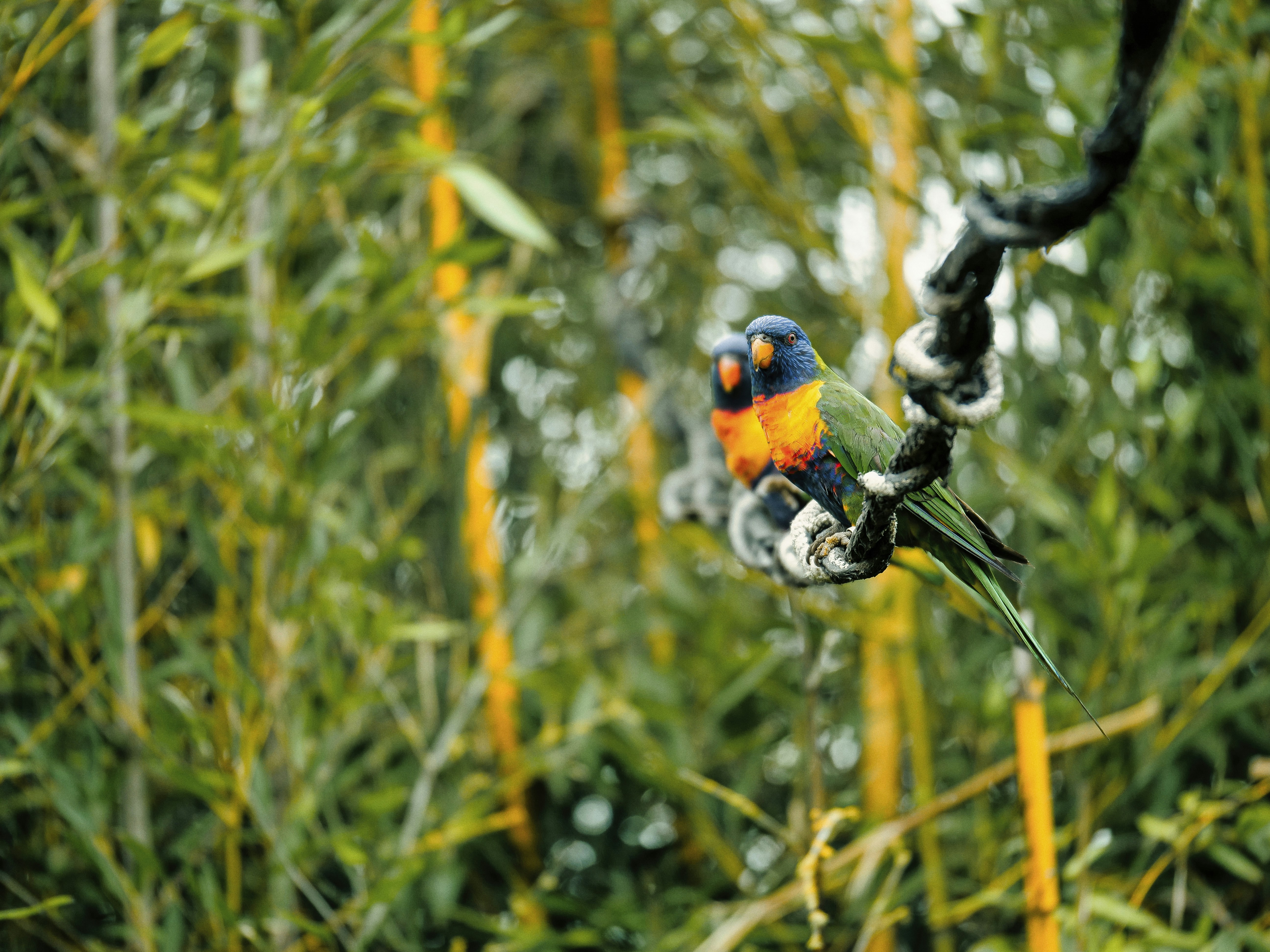 a colorful bird perched on top of a tree branch