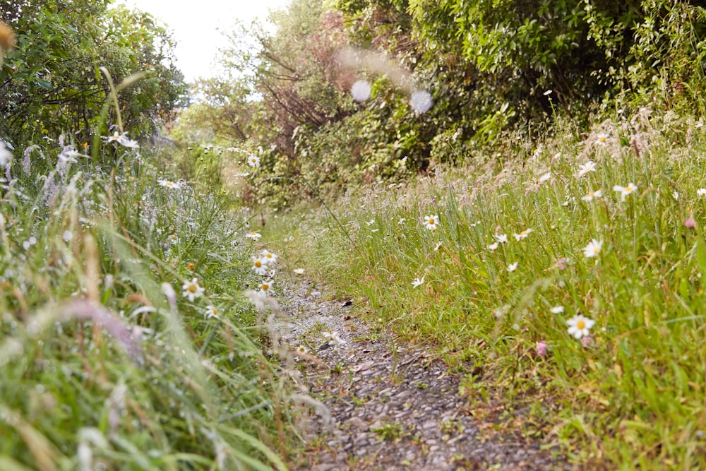 uma estrada de terra cercada por grama alta e flores