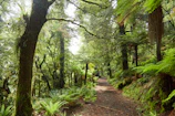Lush green forest trail inviting exploration under soft sunlight.