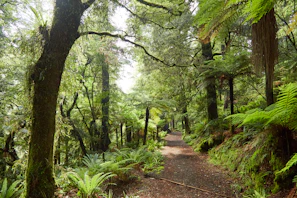 Lush green forest trail inviting exploration under soft sunlight.