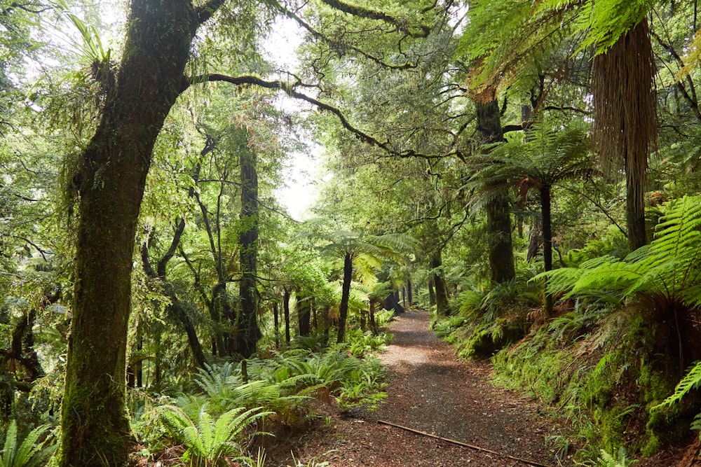 Un sentiero nel mezzo di una rigogliosa foresta verde
