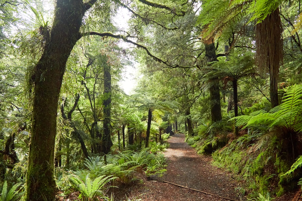 a path in the middle of a lush green forest