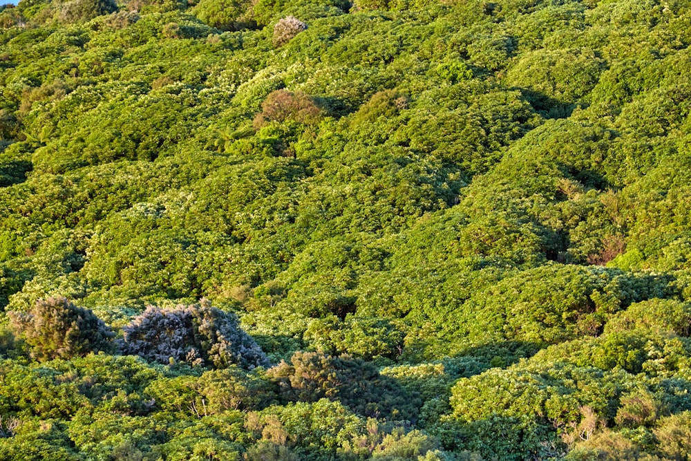 una ladera cubierta de muchos árboles verdes