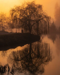 a body of water surrounded by trees and fog