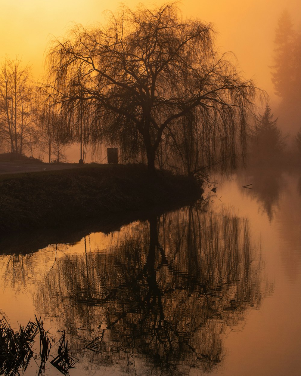 a body of water surrounded by trees and fog