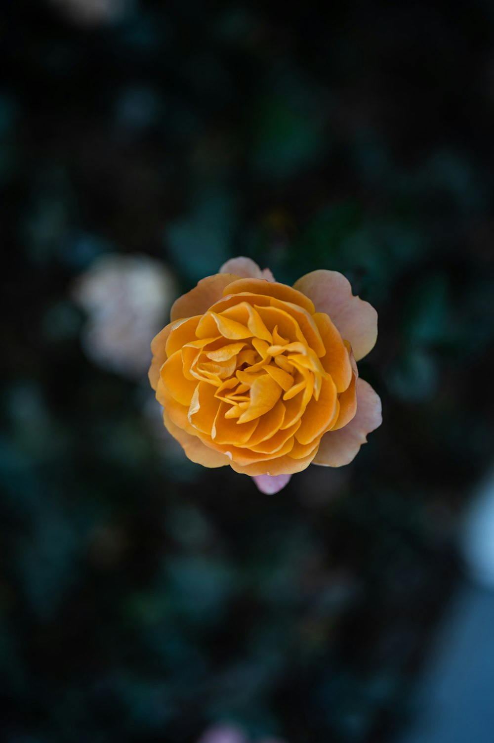 a yellow flower with a blurry background